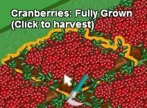 cranberries - 100%