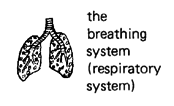 the breathing system (respiratory system) 