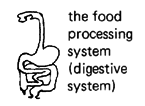 the food processing system (digestive system) 