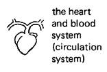 the heart and blood system (circulation system) 