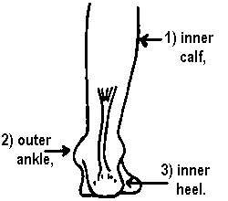 Inner calf, outer ankle, and inner heel.